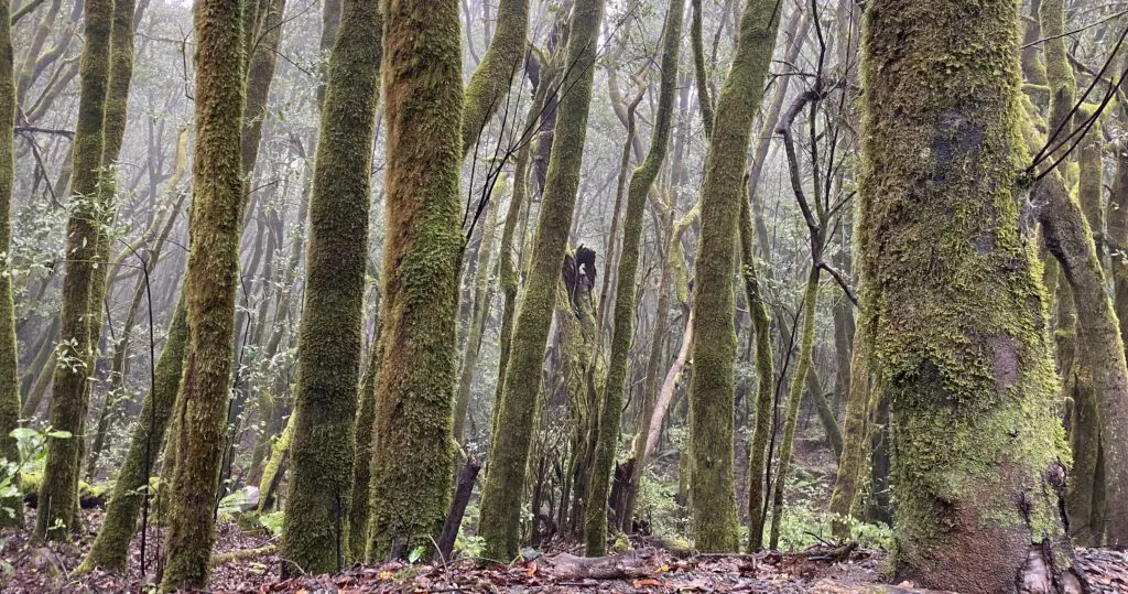 Het nevelige oerbos van Laurierbomen