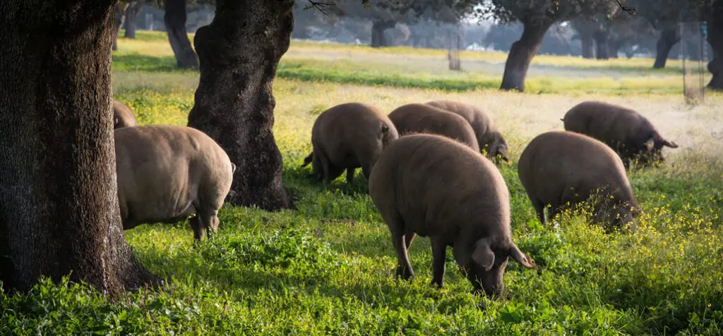Scharrelende varkens tussen de steeneiken
