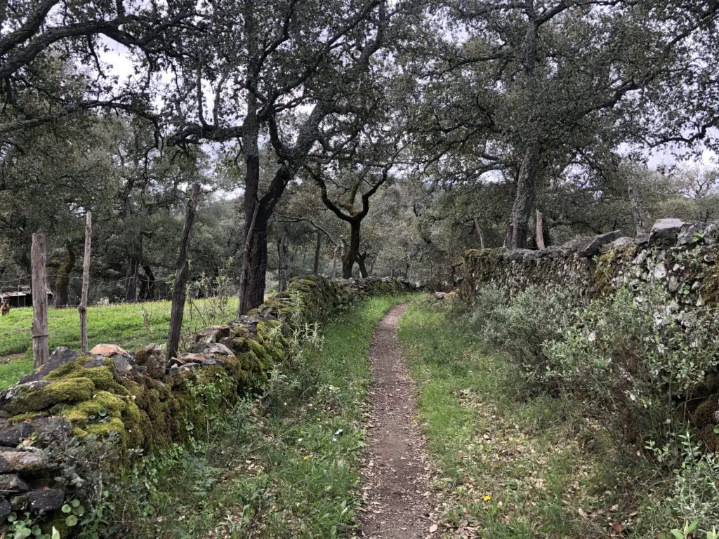 ommuurde boomgaarden met steeneiken