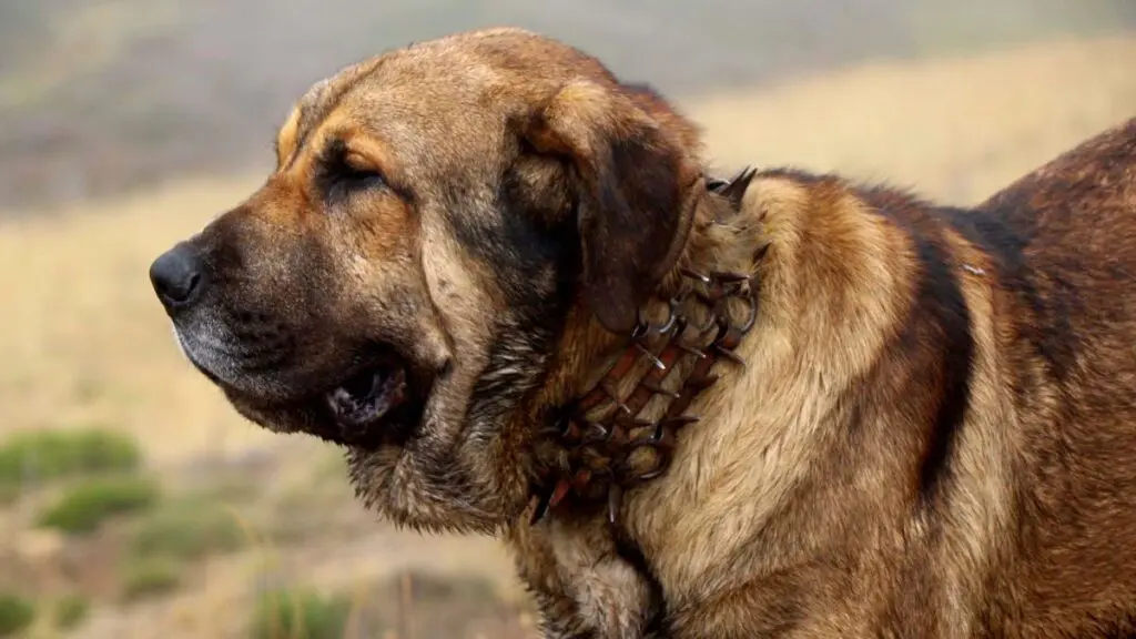 Carrancas-Mastin-door-Manuel-Calvo