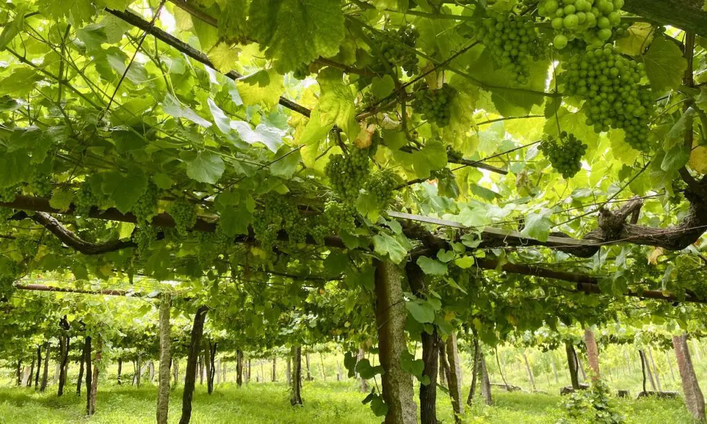 ⁨Meaño⁩, ⁨Rías Baixas⁩, ⁨Spanje⁩