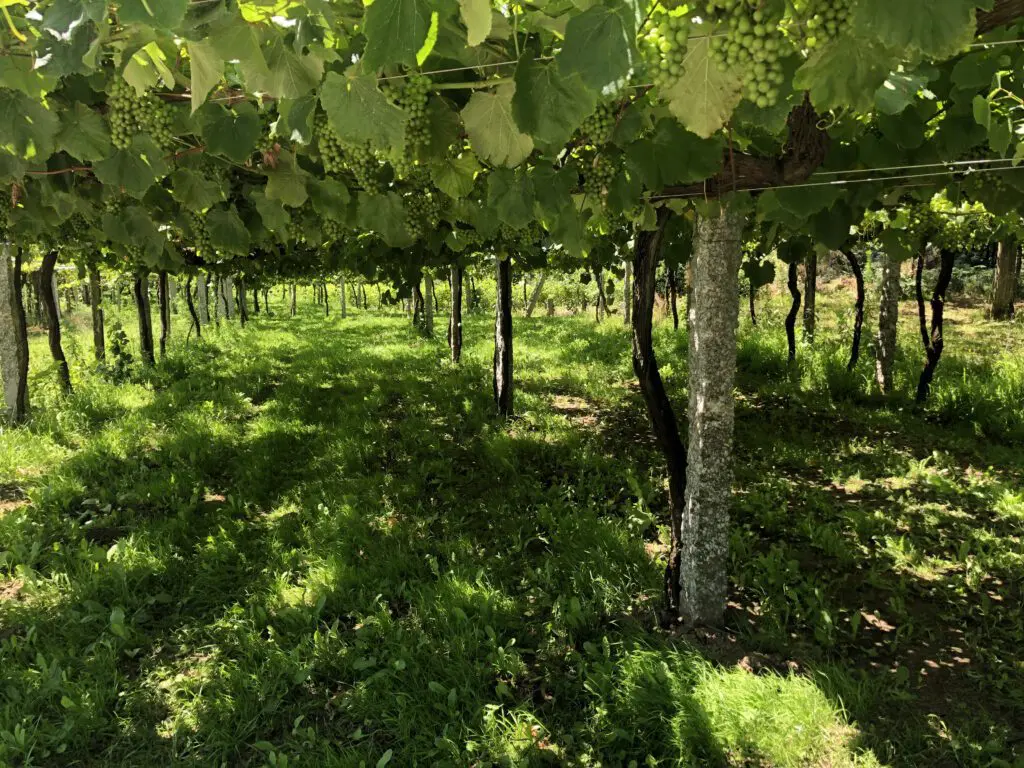 Albariño druif op pergola's