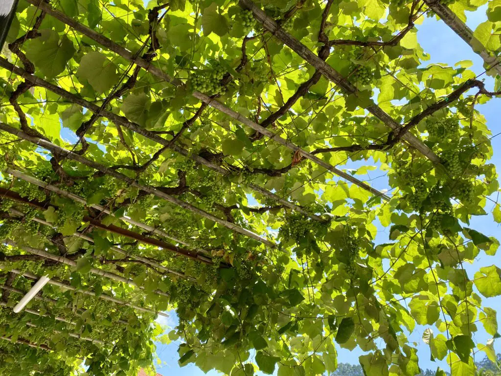 Albariño druif boven het terras