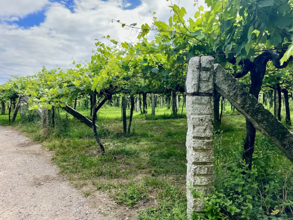 Albariño op pergola's met granieten palen