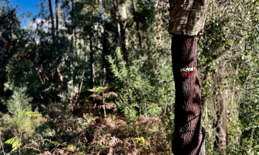 Cercal GR Rota Vicentina