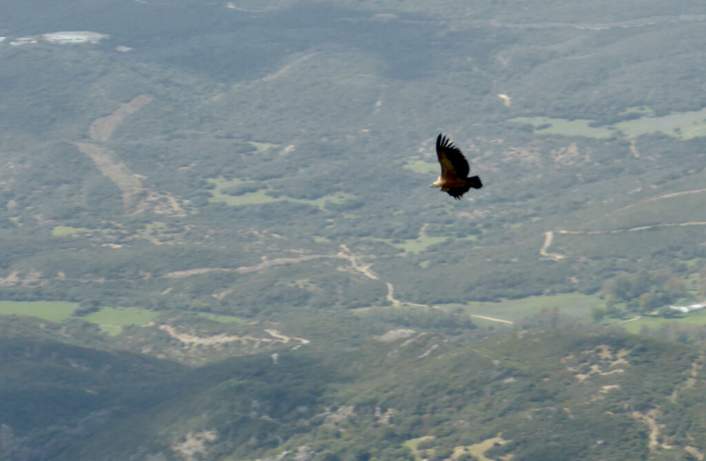 De gieren vanaf de Picacho del Aljibe
