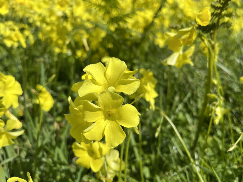 Bloemen langs de Camino